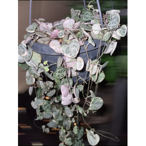 Ceropegia Woodii Variegata stek